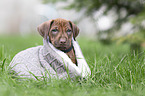 Rhodesian Ridgeback puppy