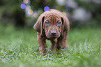 Rhodesian Ridgeback puppy