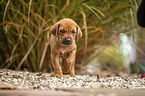 Rhodesian Ridgeback Puppy