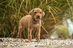 Rhodesian Ridgeback Puppy