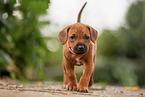 Rhodesian Ridgeback Puppy