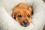 Rhodesian Ridgeback Puppy