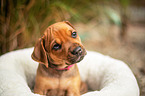 Rhodesian Ridgeback Puppy