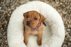 Rhodesian Ridgeback Puppy