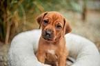 Rhodesian Ridgeback Puppy