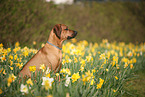 sitting Rhodesian Ridgeback