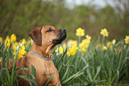 Rhodesian Ridgeback Portrait