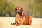 lying Rhodesian Ridgeback