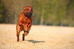 running Rhodesian Ridgeback