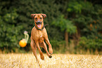 running Rhodesian Ridgeback