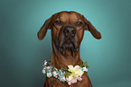 Rhodesian Ridgeback