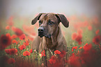 Rhodesian Ridgeback