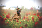 Rhodesian Ridgeback