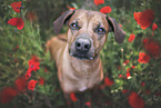 Rhodesian Ridgeback