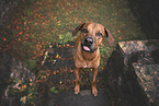 Rhodesian Ridgeback