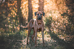 Rhodesian Ridgeback