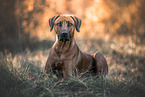 Rhodesian Ridgeback