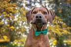 Rhodesian Ridgeback Portrait