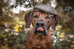 Rhodesian Ridgeback Portrait