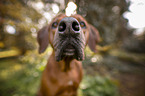 Rhodesian Ridgeback Portrait