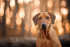 Rhodesian Ridgeback in autumn