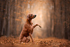 Rhodesian Ridgeback in autumn