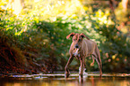 old female Rhodesian Ridgeback