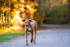 old female Rhodesian Ridgeback