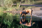 old female Rhodesian Ridgeback