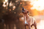 old female Rhodesian Ridgeback