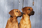 two Rhodesian Ridgebacks