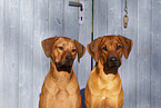 two Rhodesian Ridgebacks