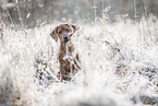 Rhodesian Ridgeback Puppy