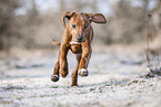 Rhodesian Ridgeback Puppy