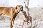 2 Rhodesian Ridgebacks