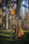 female Rhodesian Ridgeback