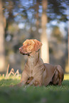female Rhodesian Ridgeback