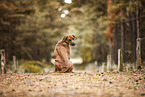 sitting Rhodesian Ridgeback