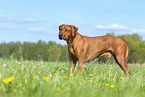 Rhodesian Ridgeback in summer