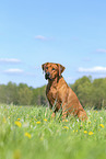 Rhodesian Ridgeback in summer