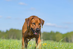 Rhodesian Ridgeback in summer