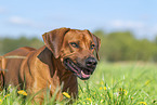 Rhodesian Ridgeback in summer