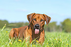 Rhodesian Ridgeback in summer