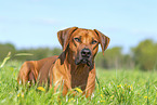Rhodesian Ridgeback in summer