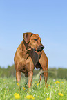 Rhodesian Ridgeback in summer