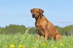 Rhodesian Ridgeback in summer