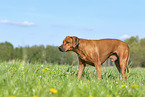 Rhodesian Ridgeback in summer