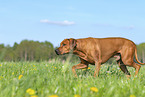 Rhodesian Ridgeback in summer