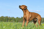 Rhodesian Ridgeback in summer