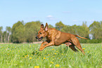 Rhodesian Ridgeback in summer